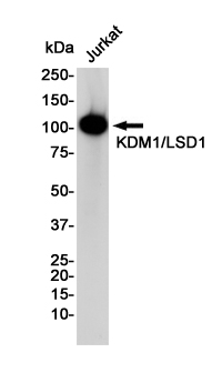KDM1A