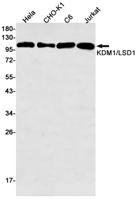 Rabbit Monoclonal Antibody to KDM1A