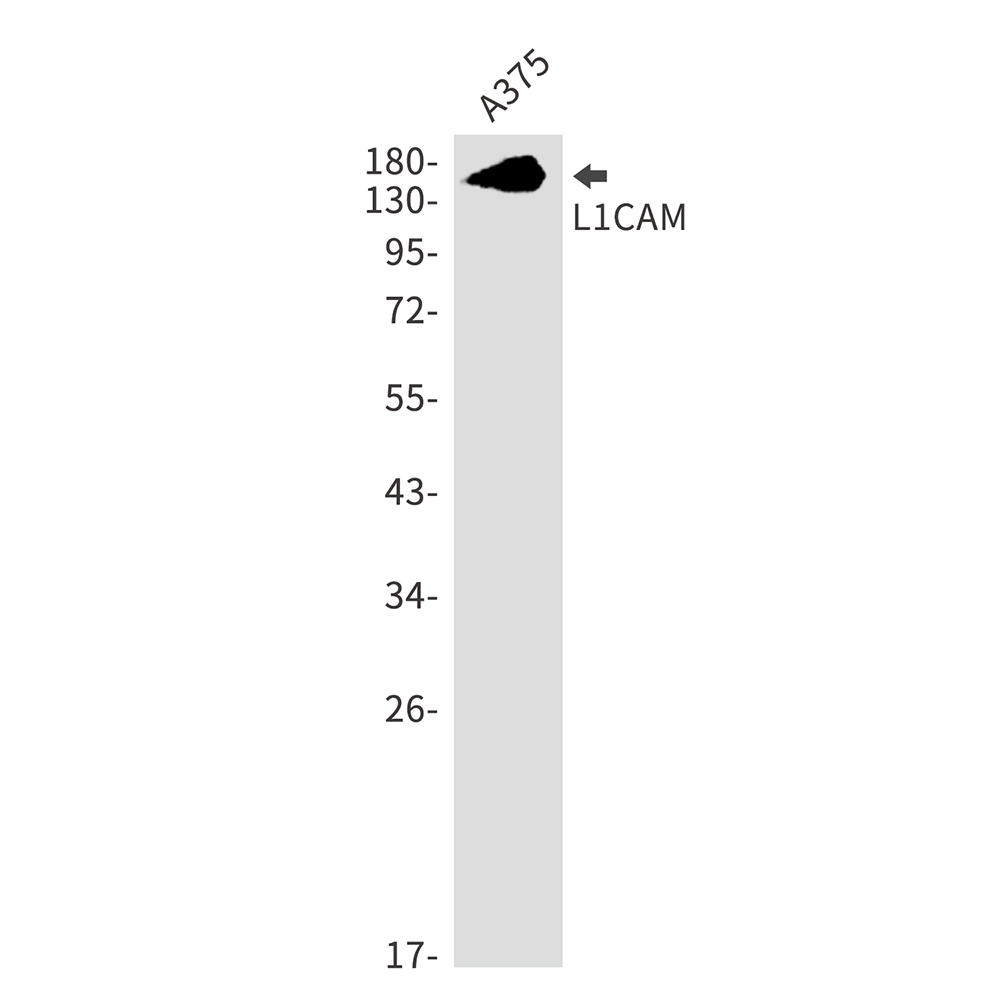 L1CAM