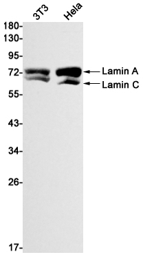 Rabbit Monoclonal Antibody to Lamin A/C