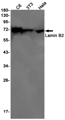 Lamin B2