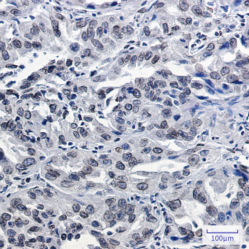 Rabbit Monoclonal Antibody to Lamin B2