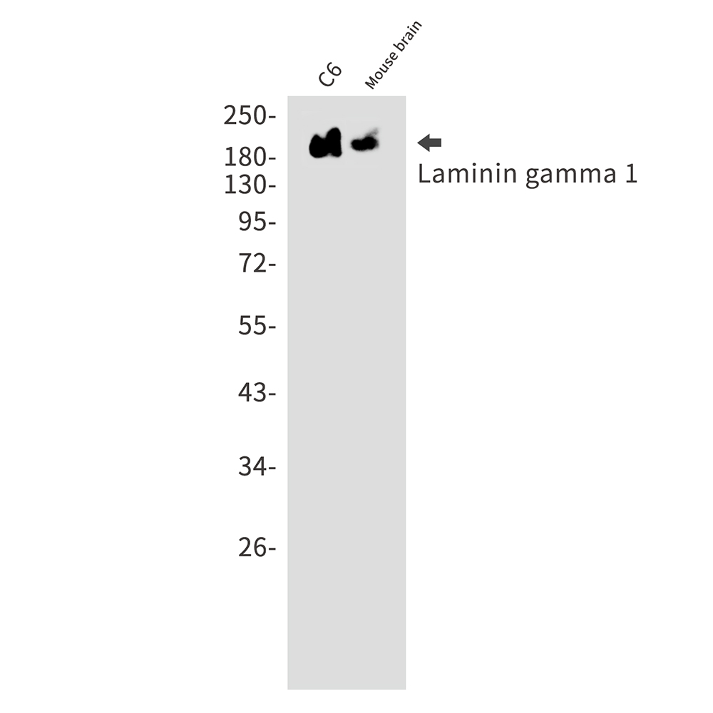Laminin gamma 1