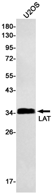 LAT
