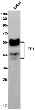 LEF1