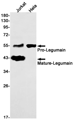 Legumain