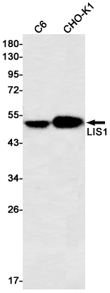 LIS1