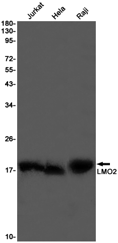 LMO2