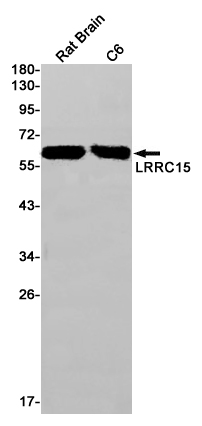 LRRC15