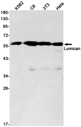 Lumican