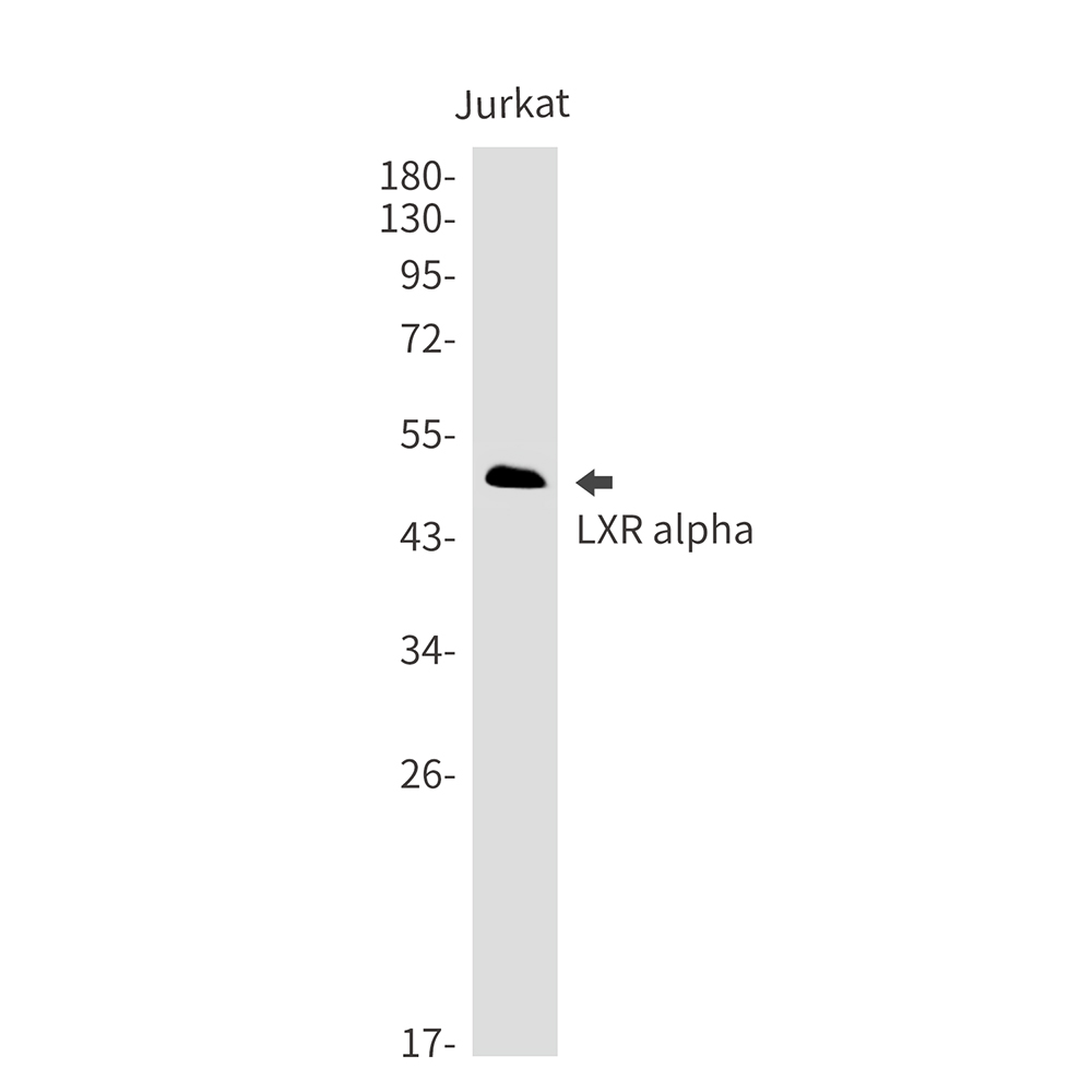 LXR alpha