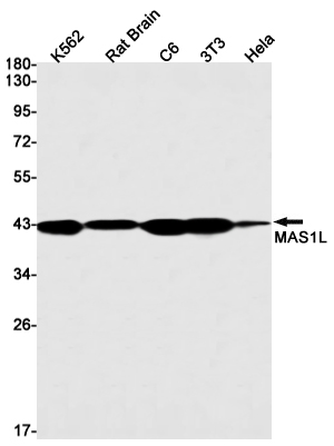 MAS1L