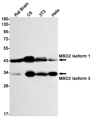 MBD2