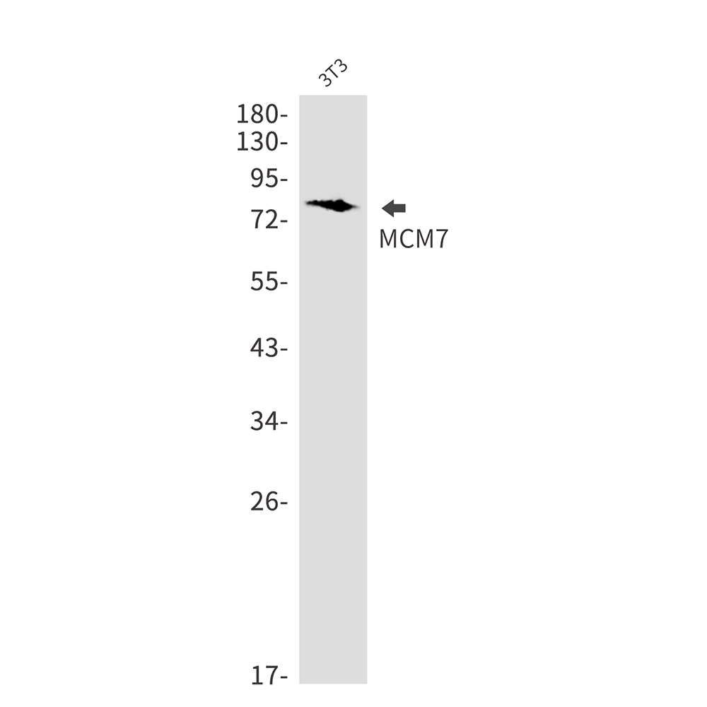 MCM7