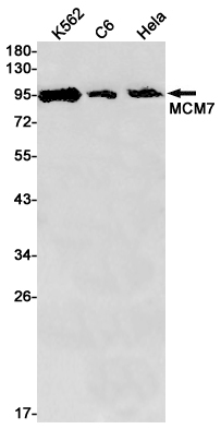 Rabbit Monoclonal Antibody to MCM7