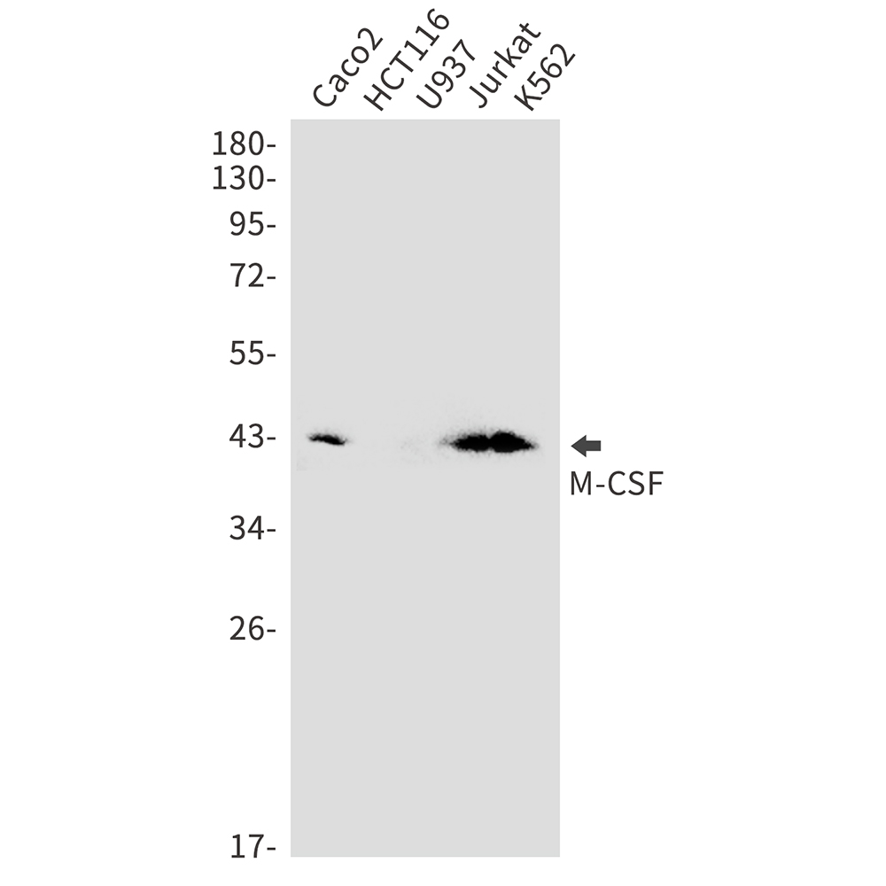 M-CSF