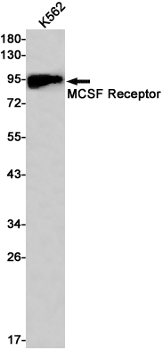 M-CSF Receptor