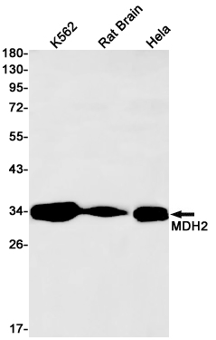 MDH2