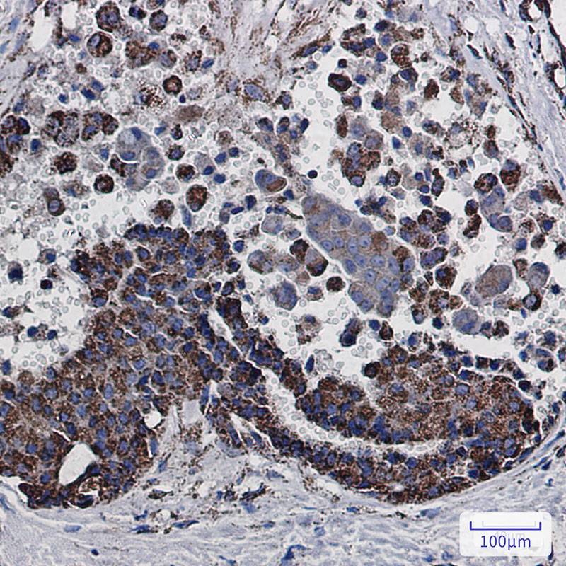 Rabbit Monoclonal Antibody to MDH2