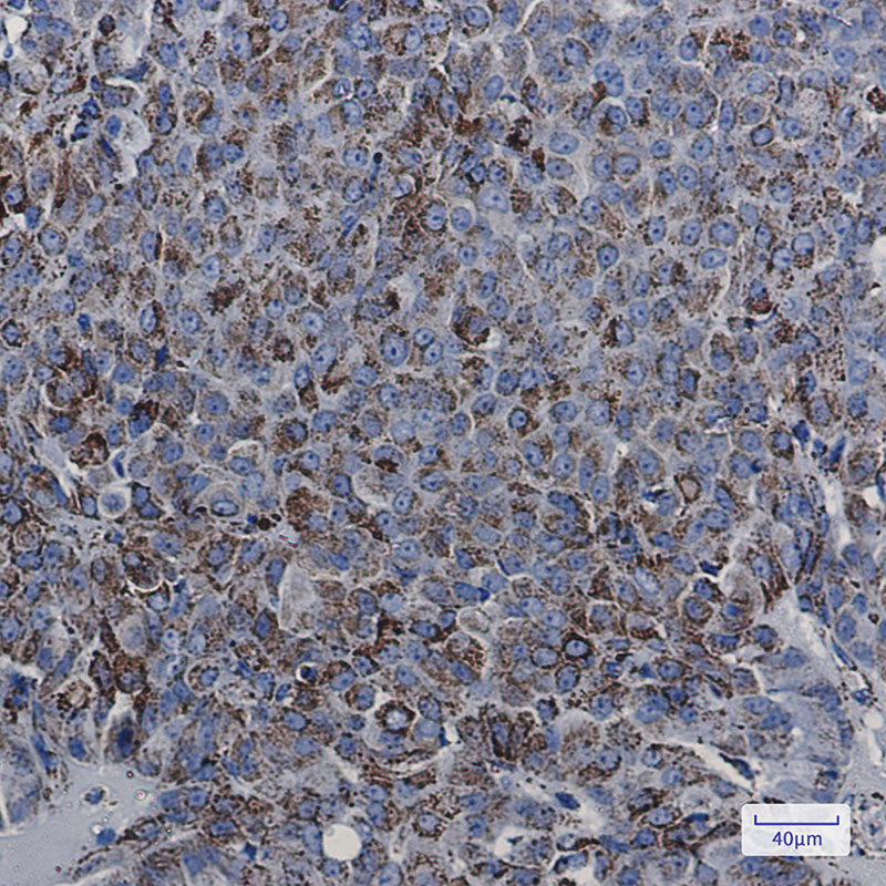 Rabbit Monoclonal Antibody to MDH2