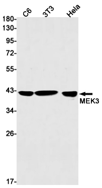 MEK3