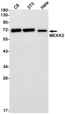 MEKK2