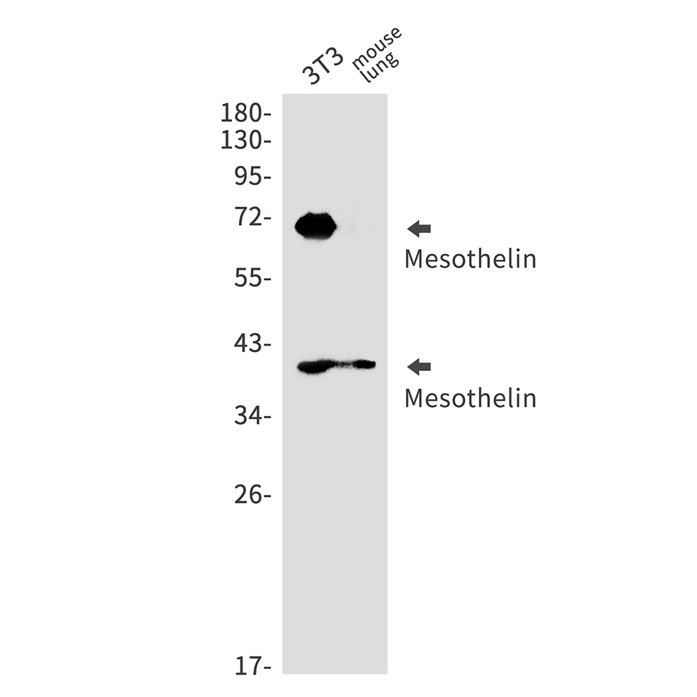 Mesothelin