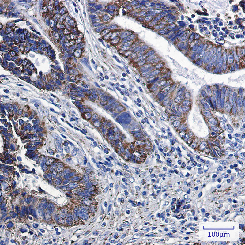 Rabbit Monoclonal Antibody to MGST3