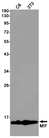 Rabbit Monoclonal Antibody to MIF