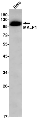 MKLP1