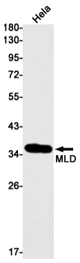 MLD