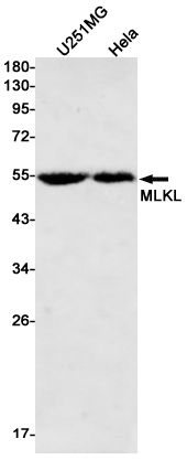 Rabbit Monoclonal Antibody to MLKL