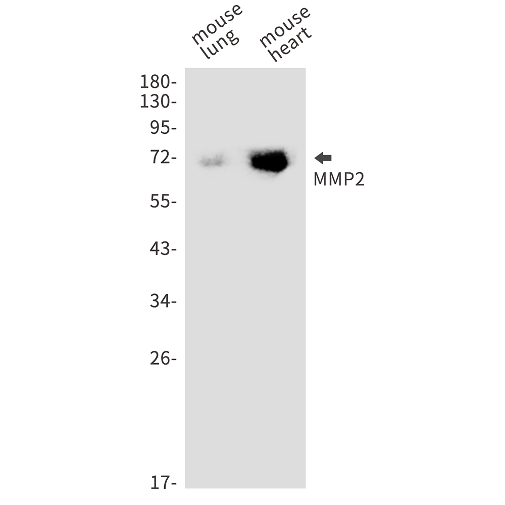 MMP2
