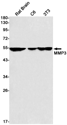 MMP3