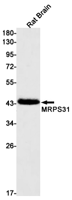 MRPS31