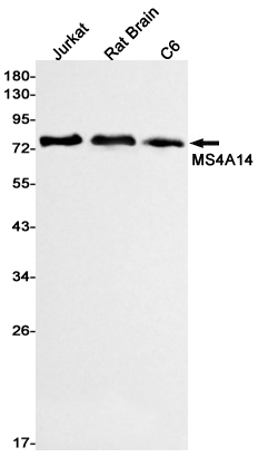 MS4A14