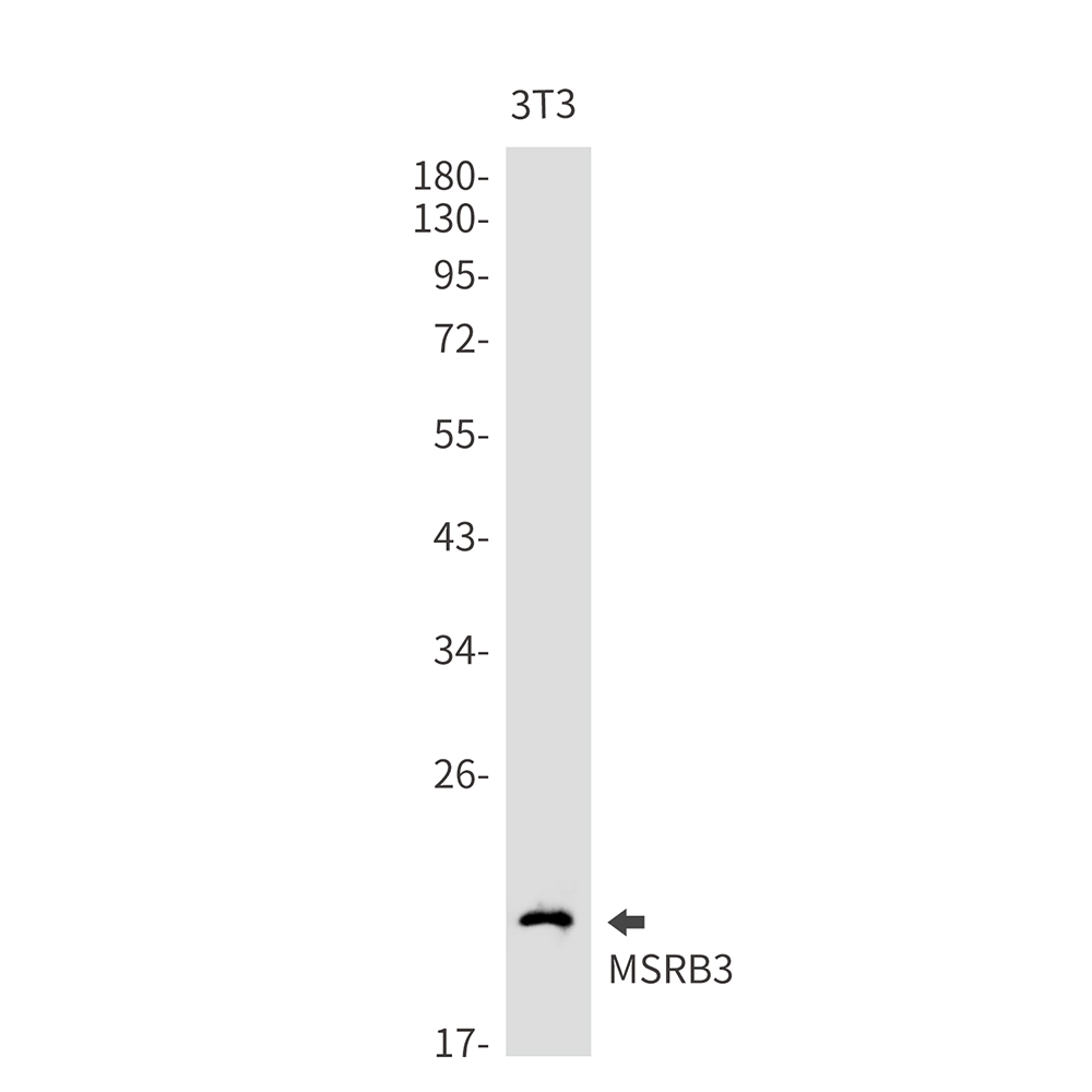 MSRB3
