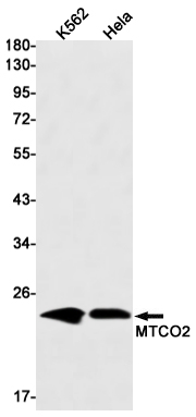 MTCO2