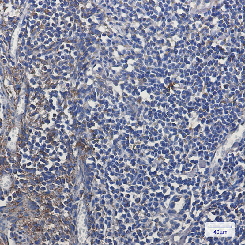 Rabbit Monoclonal Antibody to MTCO2