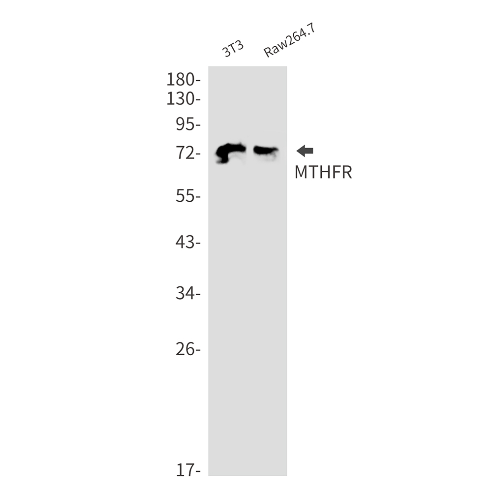 MTHFR