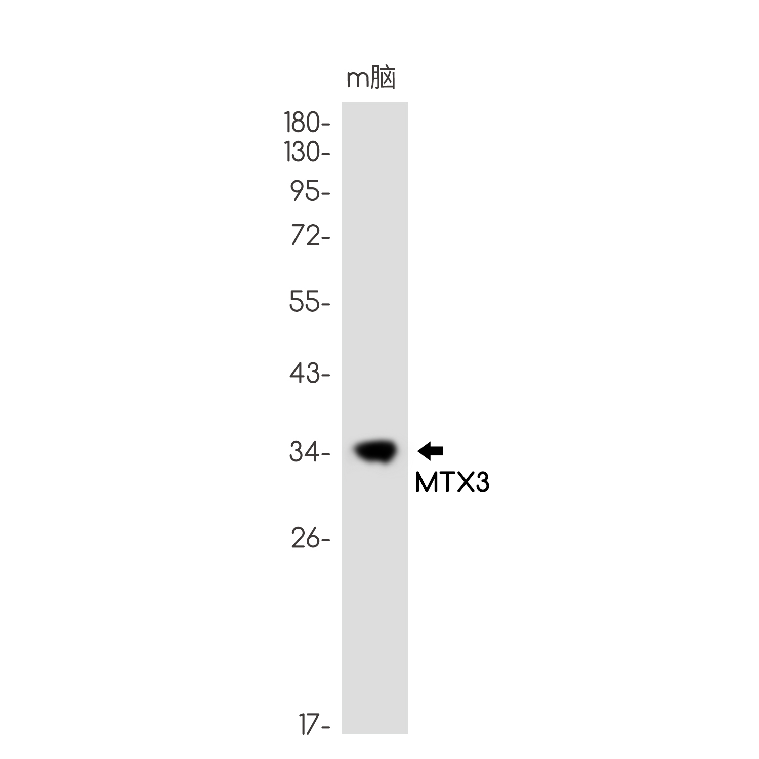 Rabbit Monoclonal Antibody to MTX3