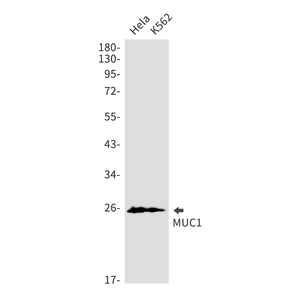 Mucin 1