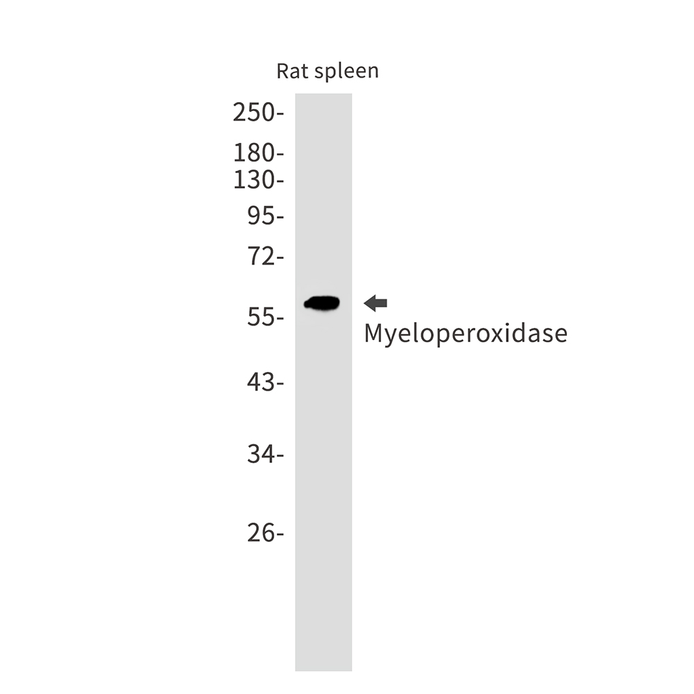 Myeloperoxidase
