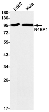 N4BP1