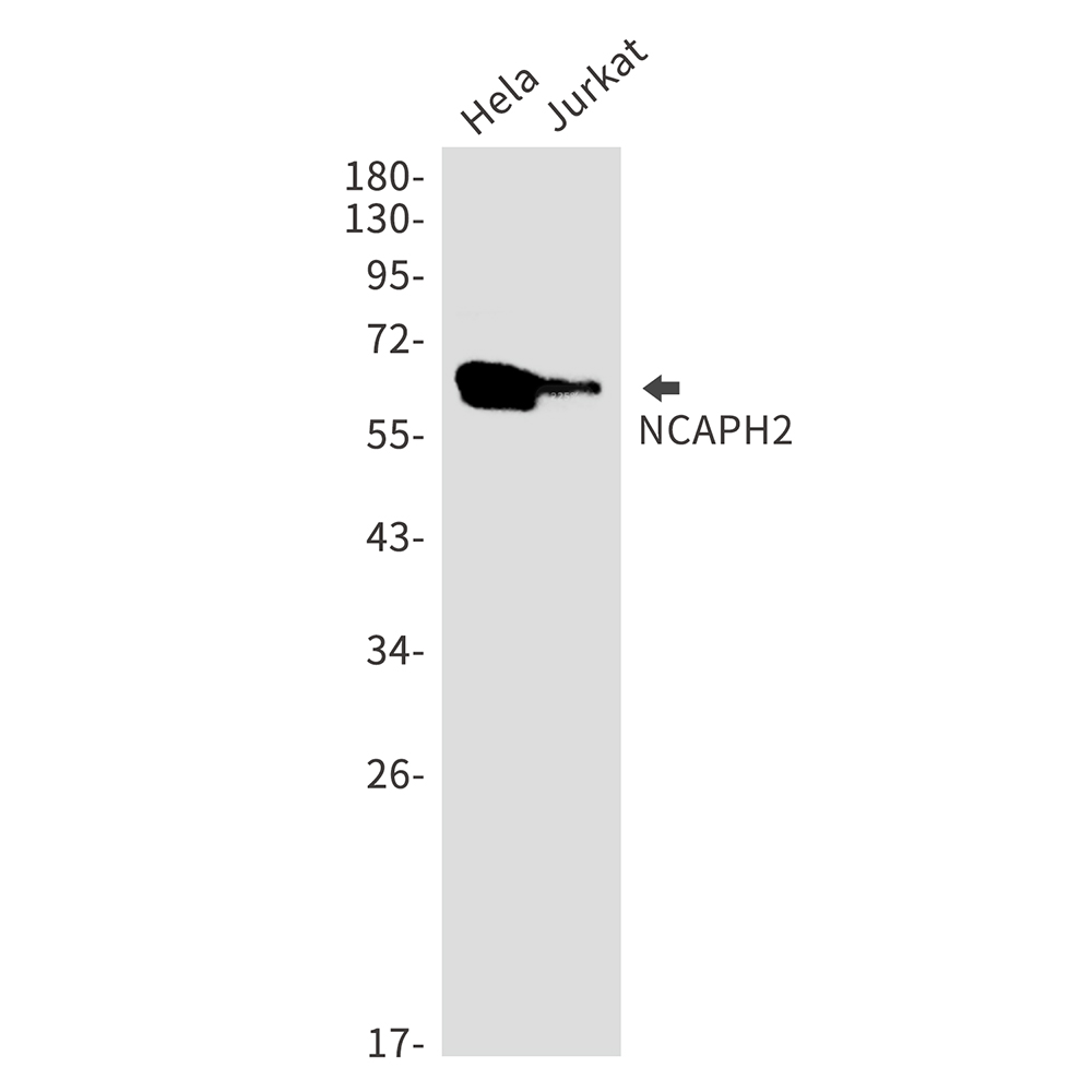 NCAPH2