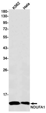 NDUFA1