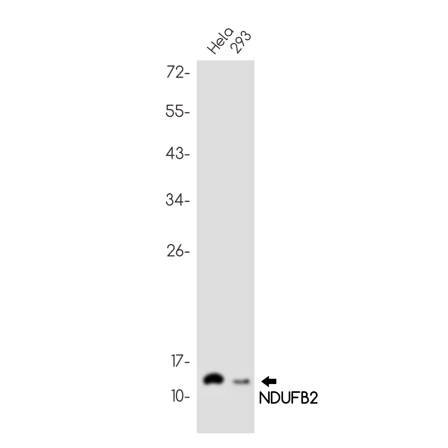NDUFB2