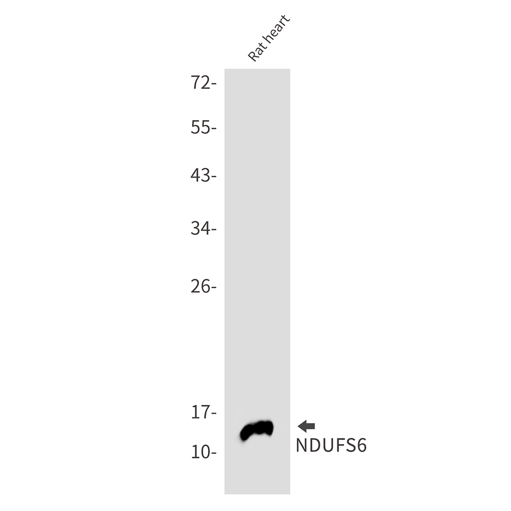 NDUFS6