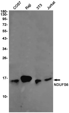 Rabbit Monoclonal Antibody to NDUFS6