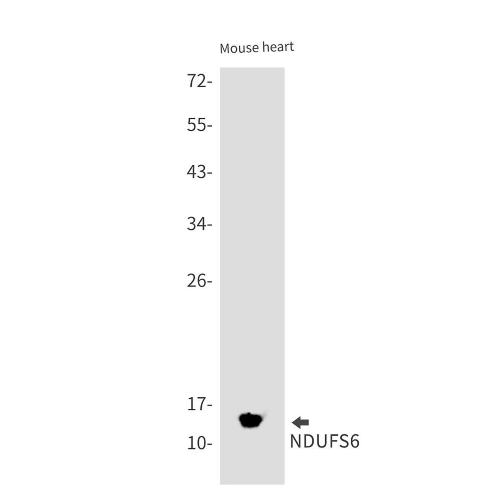 NDUFS6